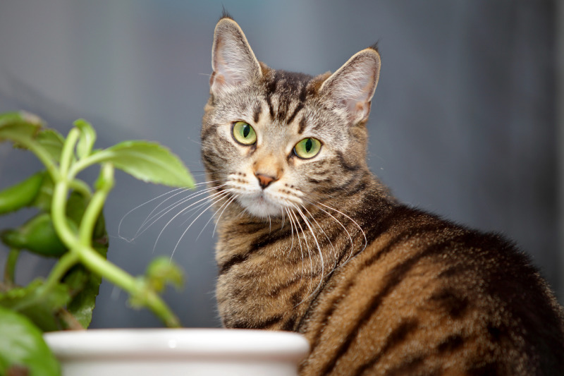 Alternde Katzen: Anzeichen und 6 Tipps für die Pflege von Senior-Katzen