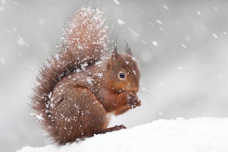 Auch Eichhörnchen stehen im Winter vor großen Herausforderungen