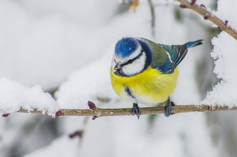 Auch im Winter sind Wildtiere auf ausreichend Wasser angewiesen