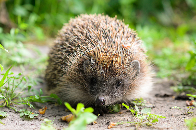 Braunbrustigel (Erinaceus europaeus)