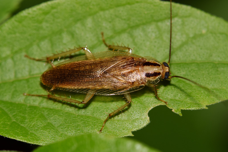 Insekten Insecta TierDoku de