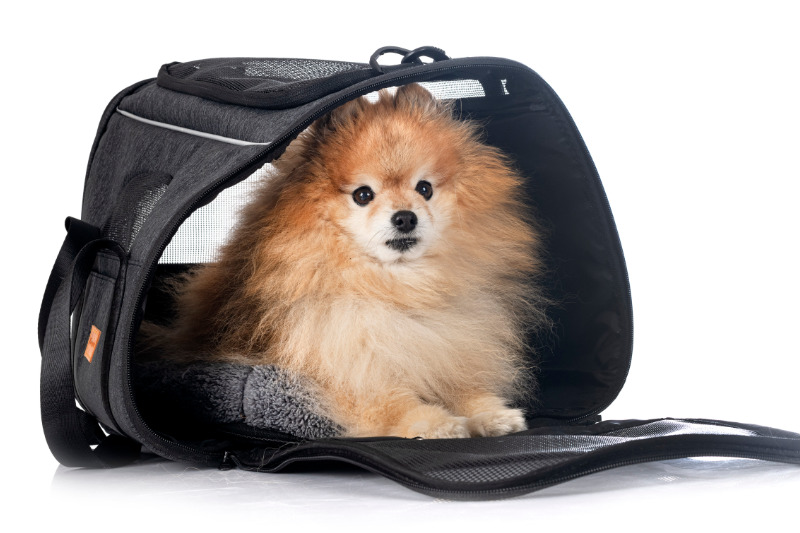 Die Qualität der Materialien ist bei der Auswahl einer Hundetragetasche wichtig