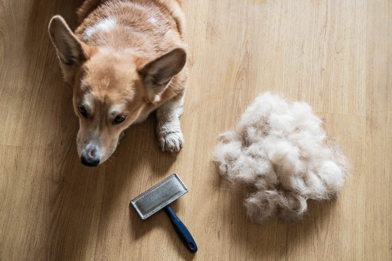 Fellpflege beim Hund