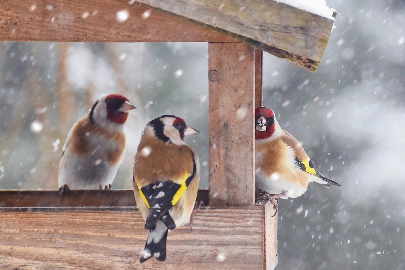 Futterstellen sind im Winter oft lebensrettend