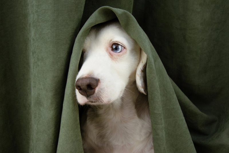 Geräuschangst beim Hund: Ursachen, Anzeichen und was wirklich hilft