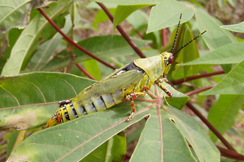 Harlekinschrecke (Zonocerus variegatus)
