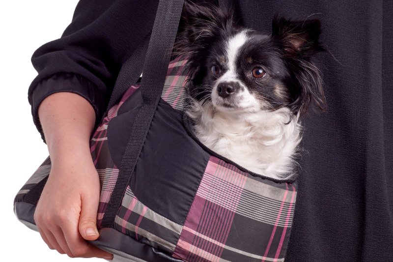 Hunde brauchen Zeit, um sich an die Tasche zu gewöhnen