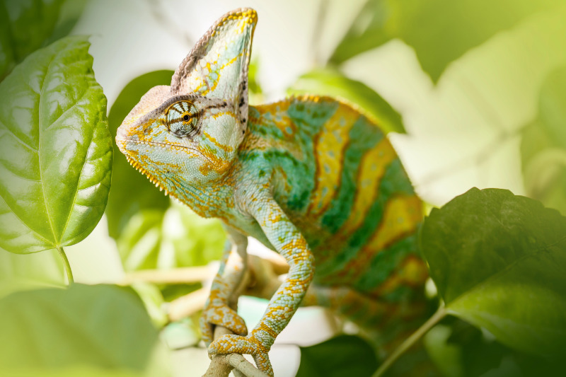 Jemenchamäleon (Chamaeleo calyptratus)