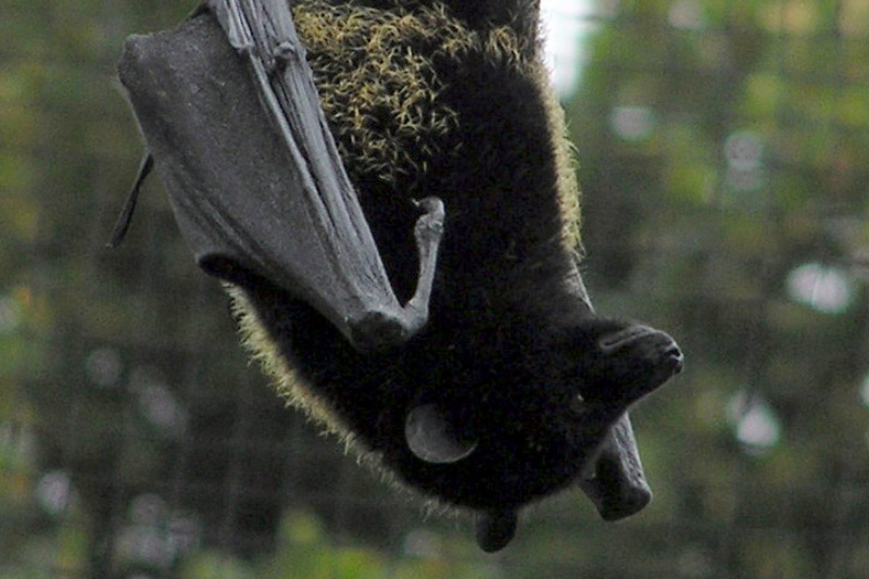 Komorenflughund (Pteropus livingstonii)