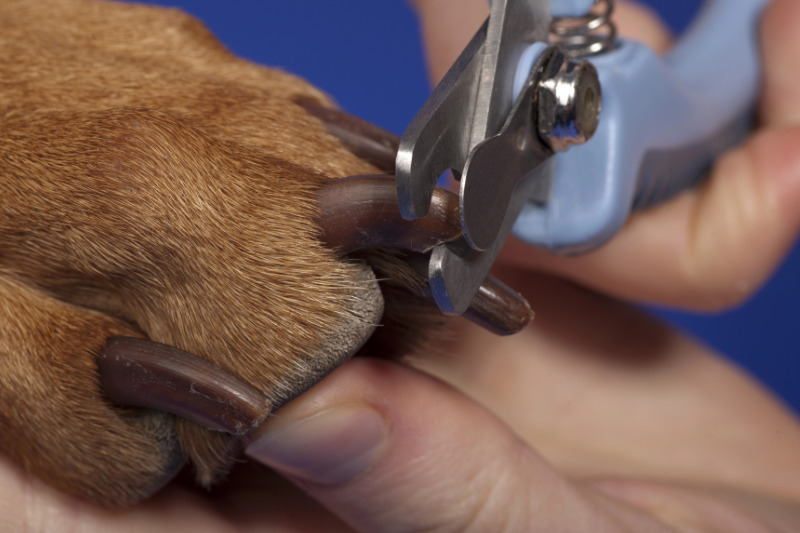 Krallenpflege beim Hund