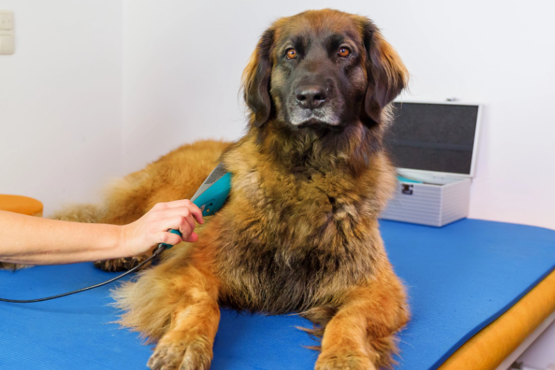 Lasertherapie am Hund ist schmerzfrei