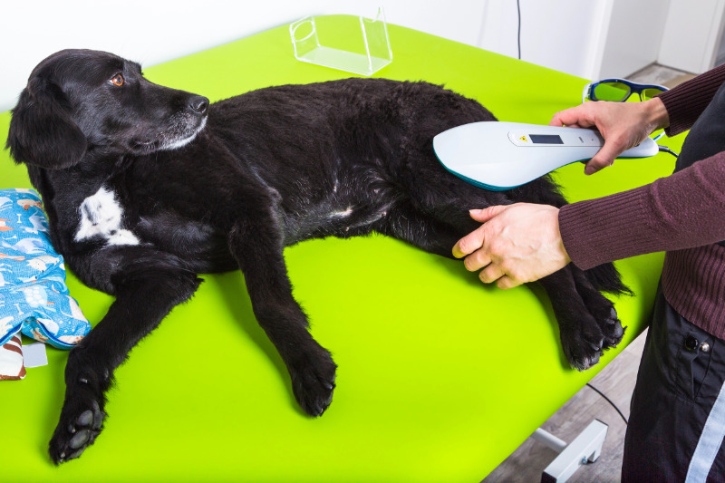 Lasertherapie beim Hund