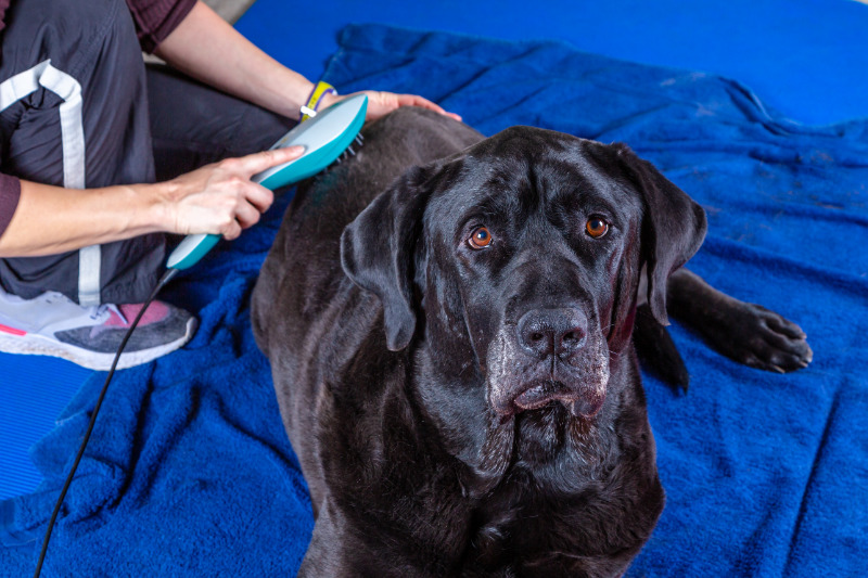 Lasertherapie für Hunde