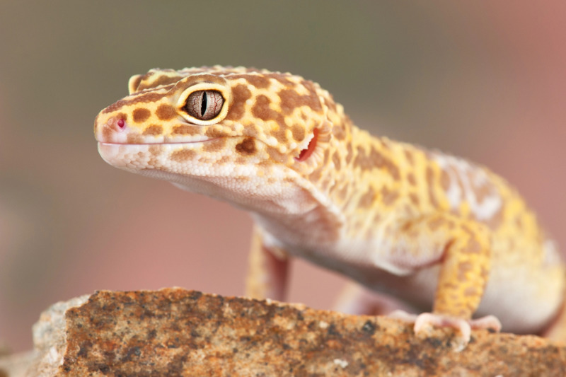 Leopardgecko (Eublepharis macularius)