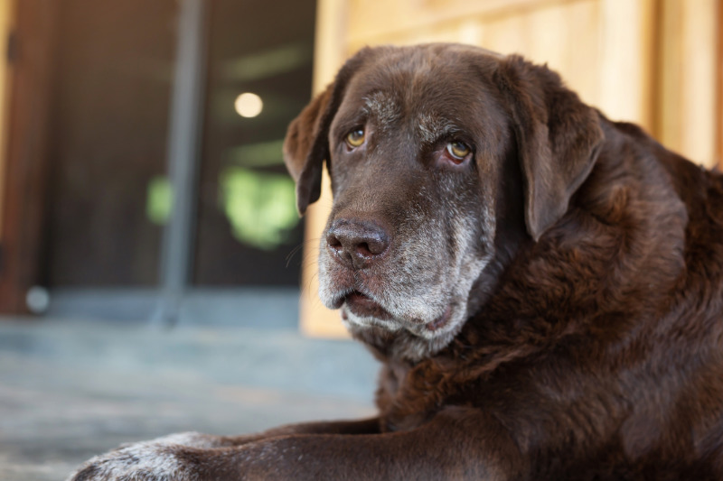 Mein Hund wird alt: Anzeichen und Tipps für Hunde-Senioren