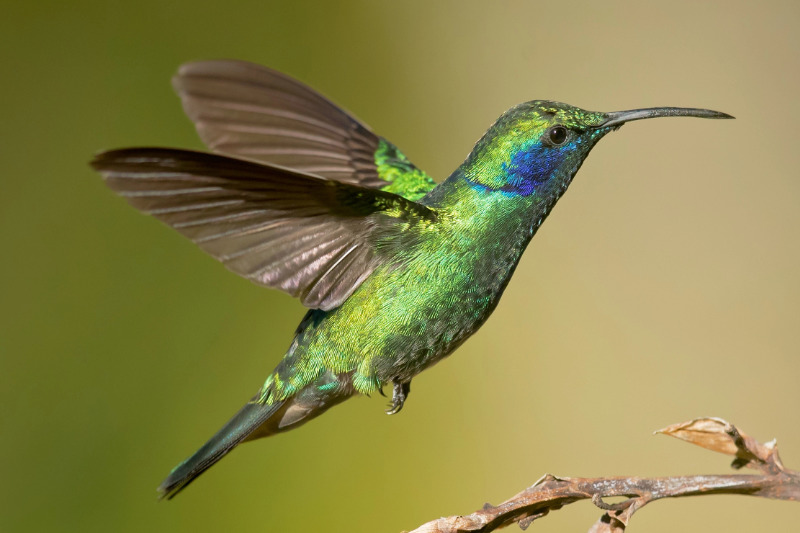 Mexiko-Veilchenohrkolibri (Colibri thalassinus)