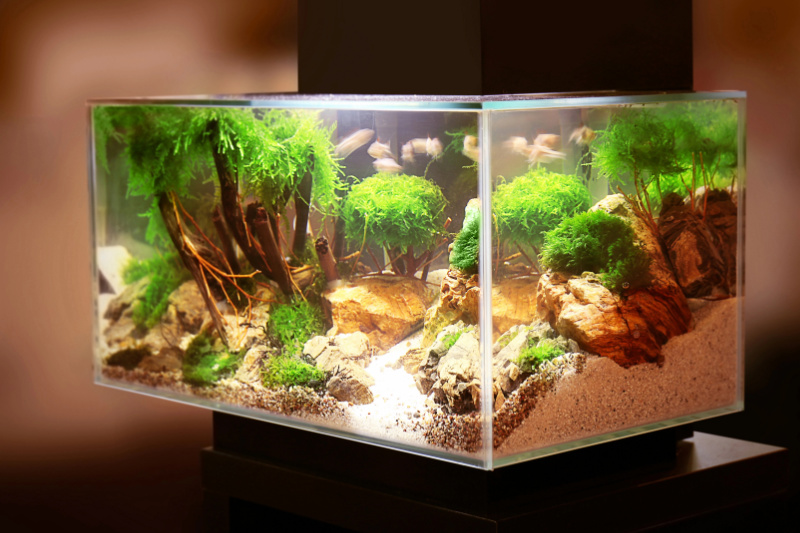 Nano-Aquarium: Natur im Kleinformat