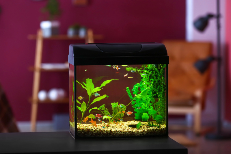 Nano-Aquarium