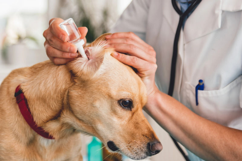 Ohrenpflege beim Hund