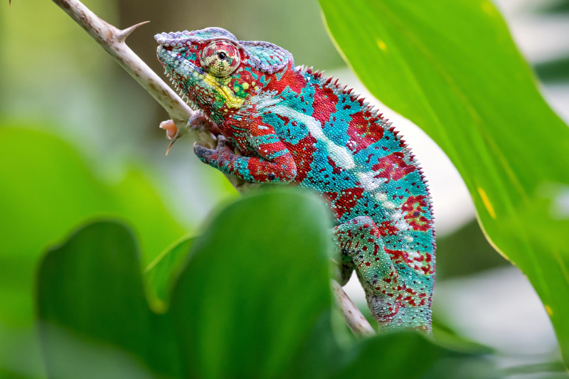 Pantherchamäleon (Furcifer pardalis)