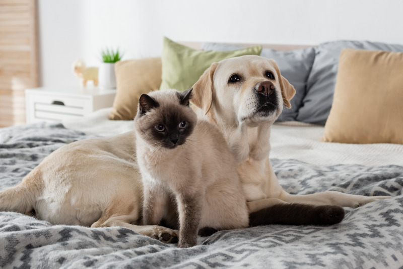 Schlafen mit Haustieren im Bett