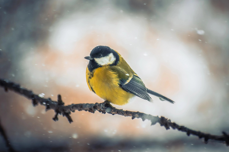 Tiere im Winter unterstützen