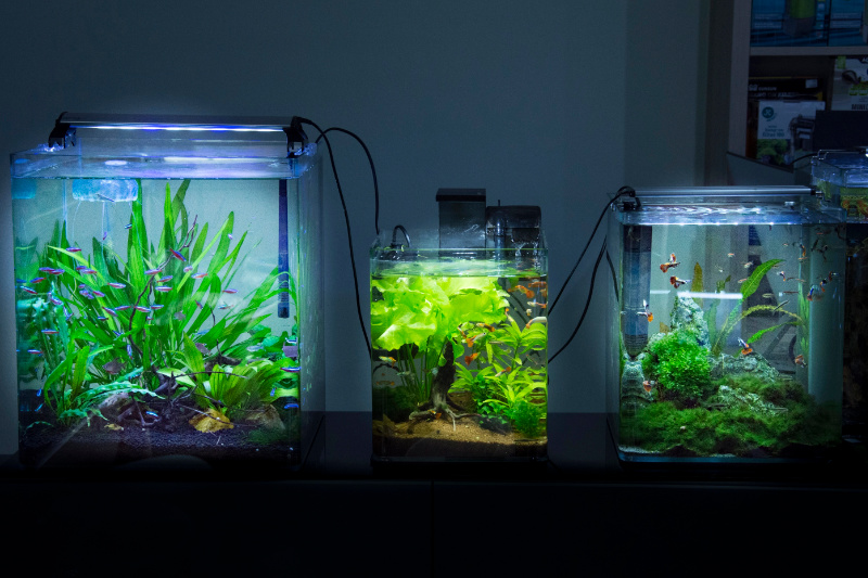 Verschiedene Aquarien