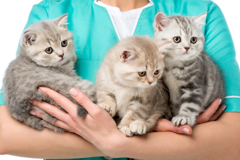 Versicherungen für Mehrkatzenhaushalte - Absicherung von 3 Katzen