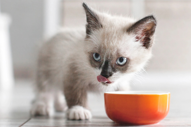 Was Kitten wirklich brauchen - Ernährung und Futterumstellung bei Kitten