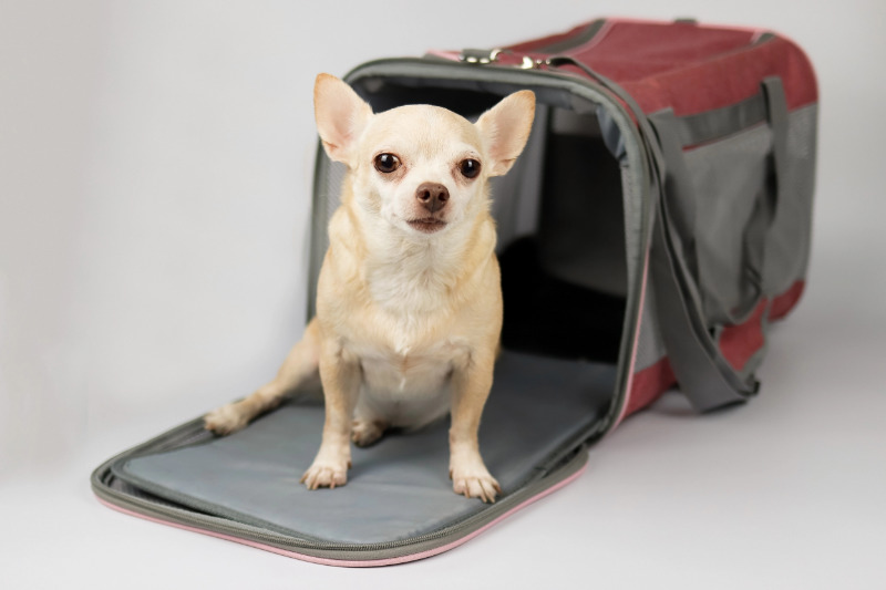Was eine gute Hundetragetasche ausmacht
