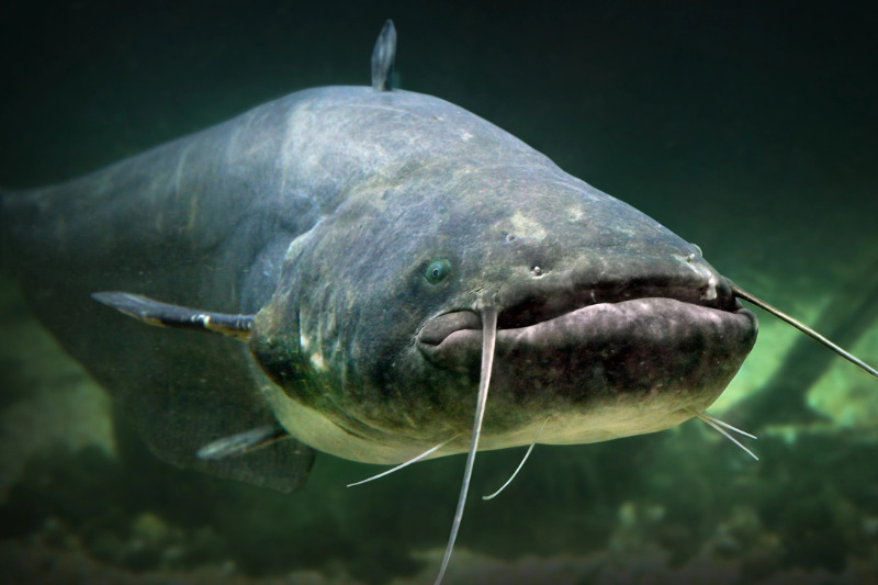 Wels (Silurus glanis)