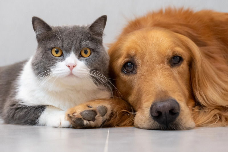 Wenn die Rasse das Risiko bestimmt - Erbkrankheiten bei Hunden und Katzen