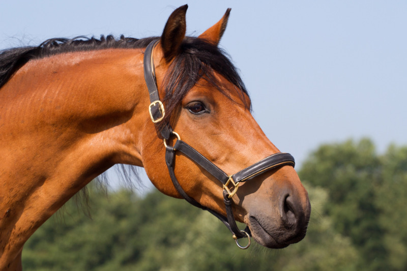 Worauf kommt es beim Halfter an?