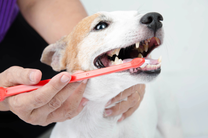 Zahnpflege beim Hund ist wichtig