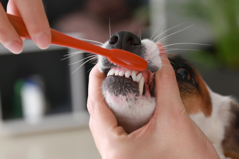 Zahnpflege beim Hund